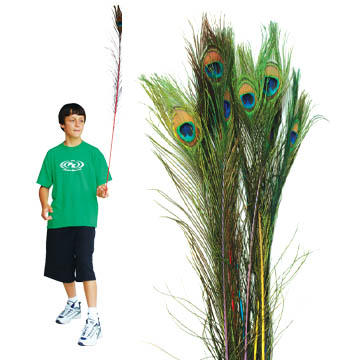 Peacock Feathers 10 Pack